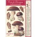 CARTA DA DECOUPAGE TRIDIMENSIONALE  FUNGHI - DFD16 - STAMPERIA