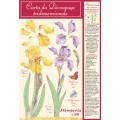 CARTA DA DECOUPAGE TRIDIMENSIONALE IRIS E FARFALLE - DFD21 - STAMPERIA